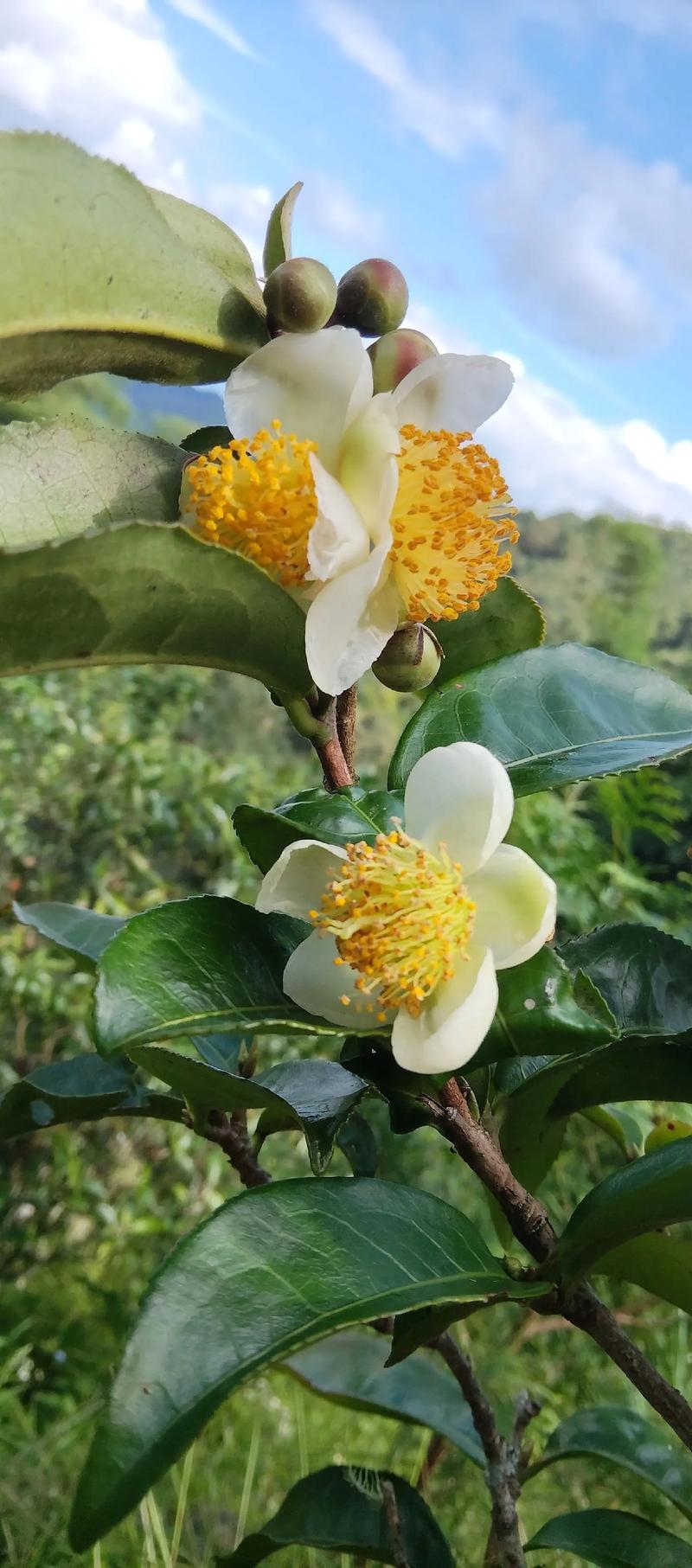 茶叶定制