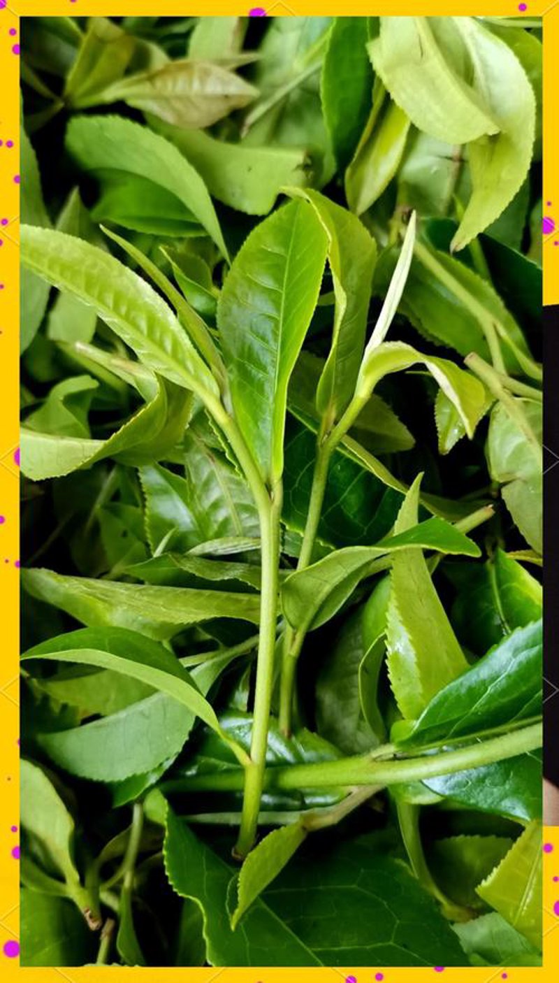 生茶